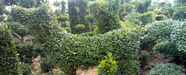 �����S��